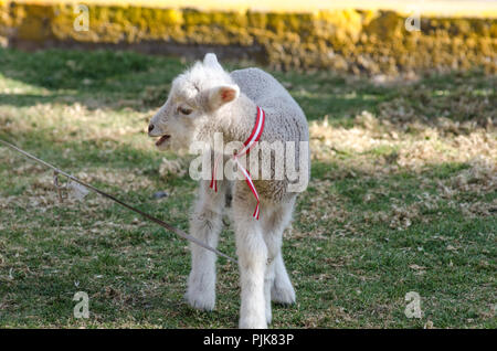 Kleinen niedlichen Schafe toben in einer Wiese auf einer Farm an einem sonnigen Tag Stockfoto