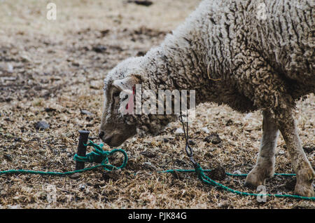 Angesichts einer Schafe Bindungen an einen Stock auf einem Bauernhof Stockfoto