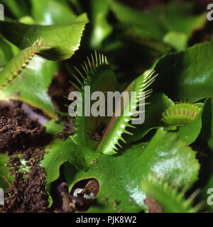 Die Venusfliegenfalle (auch bekannt als Venus Flytrap oder Venus Fliegenfalle Dionaea muscipula), ist eine fleischfressende Pflanze. Stockfoto