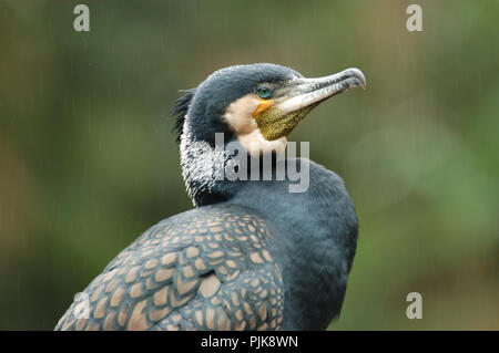 Der Kormoran (Phalacrocorax carbo), wie der große schwarze Kormoran in der gesamten nördlichen Hemisphäre bekannt, der schwarze Schwan in Australien. Stockfoto