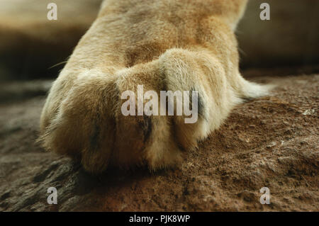 Nahaufnahme der Pfote einer westafrikanischen Löwin (Panthera leo senegalensis) Perth Zoo in Perth, Western Australia. Stockfoto