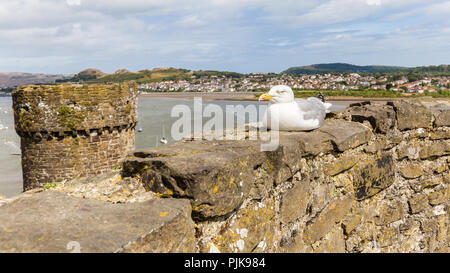 Möwe auf Conwy Castle in Wales, Großbritannien Stockfoto