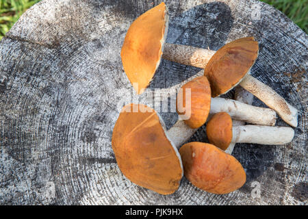 Herbst Wald Ernte Hintergrund. Wilden Wald essbare Pilze, orange-cap Steinpilze auf dunkelgrau Holztisch. Platz kopieren, Ansicht von oben. Stockfoto