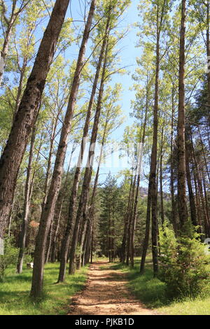 Unbefestigte Straße, die den Wald durchquert, in einem Ort in der Nähe von den Nischen der Cuervo River, in der nähe von Cuenca, Spanien Stockfoto