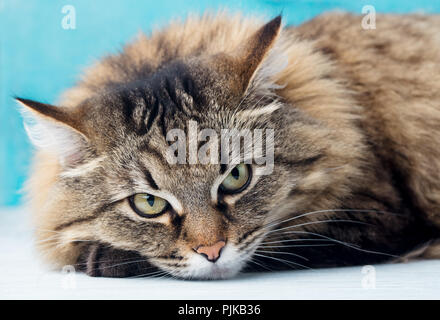 Sibirische langhaarige Katze in der Nähe. Blauen Hintergrund. Nahaufnahme Stockfoto