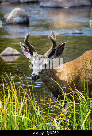 Junge Rehe Buck Trinken in der tuolumne River, der Tioga Road - Yosemite National Park Wildlife Stockfoto