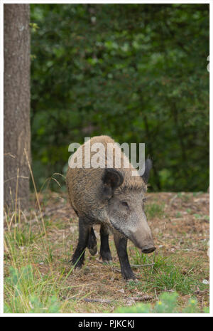 Ein Wildschwein im Wald Stockfoto