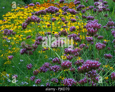 Verbena bonariensis und Rudbeckia Gold Sturm wachsen im Garten Grenze Stockfoto