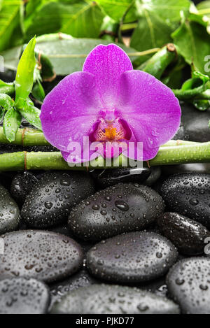 Spa-Konzept mit schwarzem Basalt massage Stones, Pink Orchid Flower und üppig grüne Laub mit Wassertropfen auf einem schwarzen Hintergrund Stockfoto
