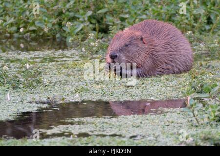 Eurasischen Biber (Castor Fiber) weiblich geboren wild in Devon und Ohr - als Kit 2016, beweidung Wasserpflanzen in der Dämmerung, River Otter Einzugsgebiet, U gekennzeichnete Stockfoto