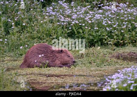 Eurasischen Biber (Castor Fiber) Beweidung aquatische Vegetation in der Nähe von blühenden Klümpchen Sumpf-vergissmeinnicht (Myosotis scorpiodes) in der Abenddämmerung, River Otter, Großbritannien Stockfoto