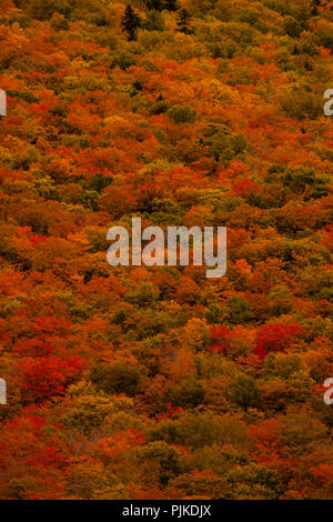 Herbstwald am Highway 302 nahe Bretton Woods Stockfoto