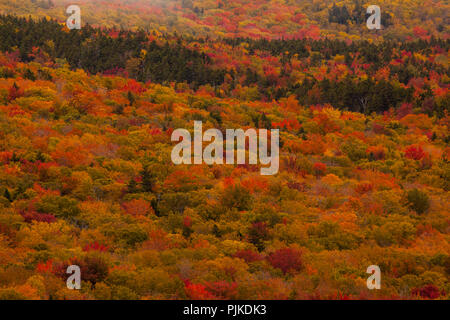 Herbstwald am Highway 302 nahe Bretton Woods Stockfoto