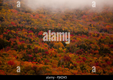 Herbstwald am Highway 302 nahe Bretton Woods Stockfoto