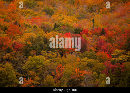 Herbstwald am Highway 302 nahe Bretton Woods Stockfoto