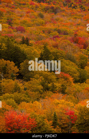 Herbstwald am Highway 302 nahe Bretton Woods Stockfoto