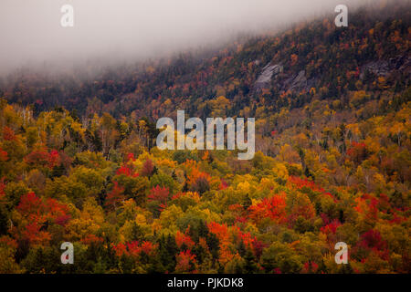 Herbstwald am Highway 302 nahe Bretton Woods Stockfoto