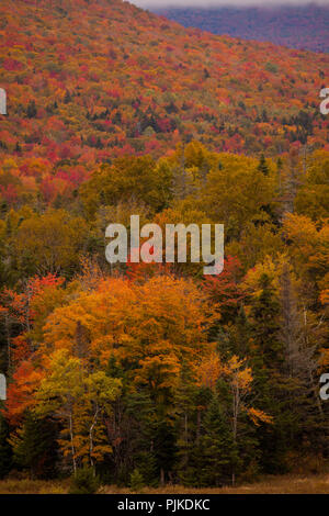 Herbstwald am Highway 302 nahe Bretton Woods Stockfoto