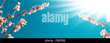 Pfirsichfarbene Blüten im Sonnenschein, Banner, Feder Stockfoto