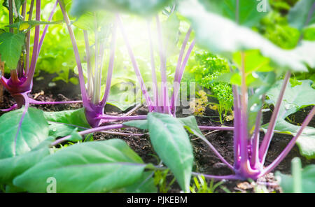 Kohlrabi und andere junge Pflanzen in der angehobenen Bed Stockfoto