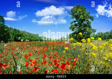 Sommer Wiese mit Mohn, Vergewaltigungen und andere Blumen Stockfoto