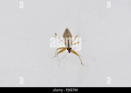 Hemiptera auf Schnee Stockfoto