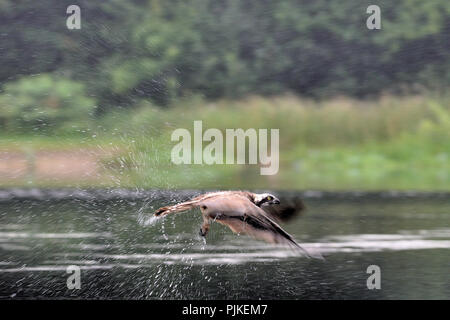 Osprey fischen während eines Regengusses. Aviemore scotlan UK Stockfoto