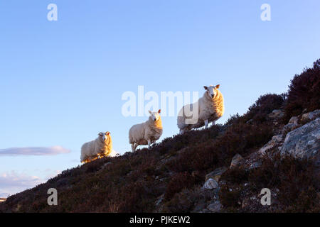 Ein paar Schafe auf der Autobahn A 836 in den schottischen Highlands Stockfoto