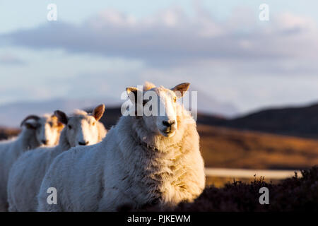 Ein paar Schafe auf der Autobahn A 836 in den schottischen Highlands Stockfoto