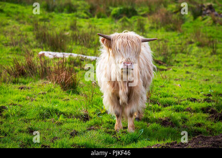 Highland Rinder auf der Halbinsel Applecross Stockfoto