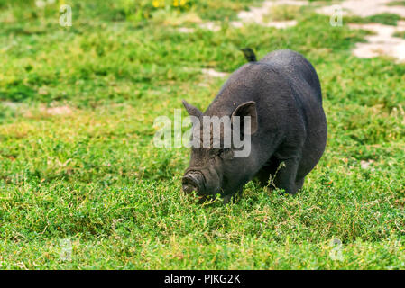 Cute schwarz Lustig aktiv Vietnamesischen Schwein outdoor Stockfoto