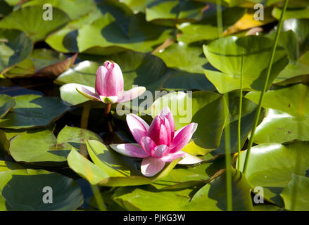 Rote Seerosen im Teich Stockfoto