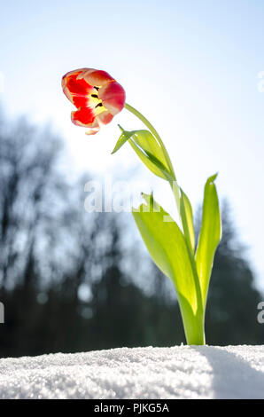Tulpe Blume im Frühling durch den Schnee. Stockfoto