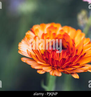 Blühende Ringelblume im Sommer Blumenwiese, Stockfoto