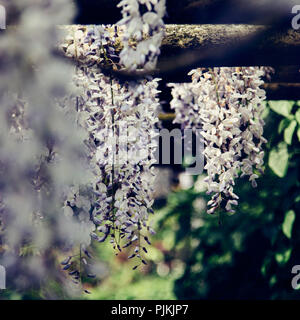 Wisteria in voller Blüte in den Botanischen Garten in Bielefeld Stockfoto