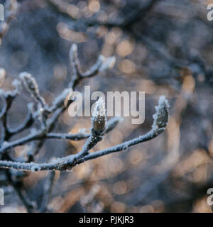 Winter mit Schnee und Eis in Bielefeld Stockfoto