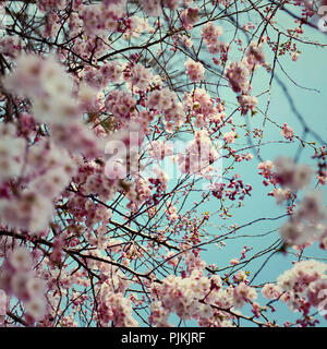 Zweige voller Blüte Kirschblüte der Japanischen Kirsche, Stockfoto