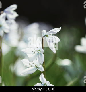 Weiß blausterne Blumen im Park, Stockfoto