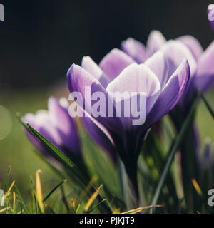 Blühende Krokusse im Park, Stockfoto