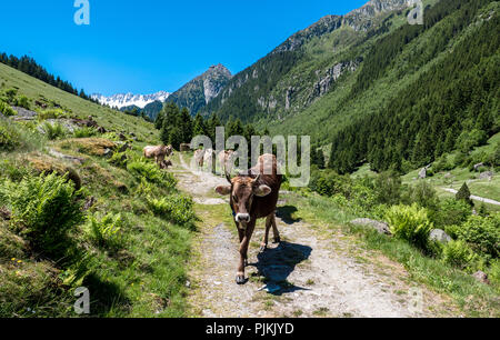 Kühe in den Alpen, Tierische Begegnung Stockfoto