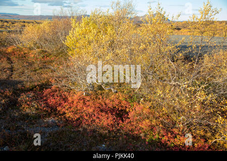 Island, Myvatn, Dimmuborgir Lavafeld, pseudo-Krater, Herbstblätter, Birke und Heidelbeeren, Stockfoto