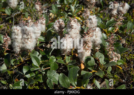 Arktischen Weide, Salix arctica Stockfoto