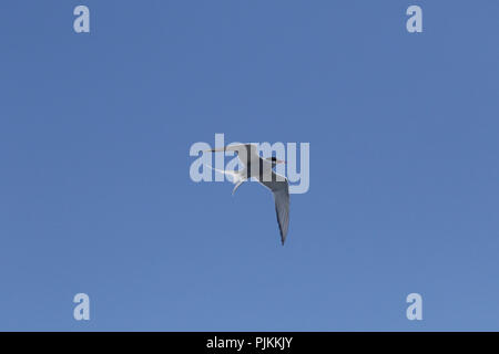 Island, Küstenseeschwalbe, Sterna Paradisaea, im Flug, Fisch im Schnabel Stockfoto