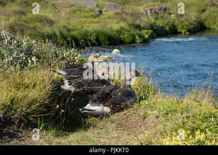 Island, drei junge graugänse am Flussufer, Stockfoto