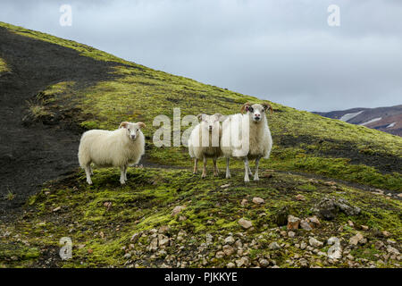 Island, drei Schafe neugierig in die Kamera, Mutter mit zwei großen Lämmer, Lavasand und Moos Stockfoto