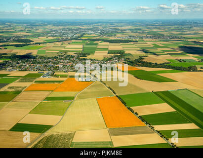 Kürbis Felder in der Nähe von erkelenz Löwenich, Landwirtschaft, pumpking Feld am Niederrhein, Linnich, Rheinland, Nordrhein-Westfalen, Deutschland Stockfoto