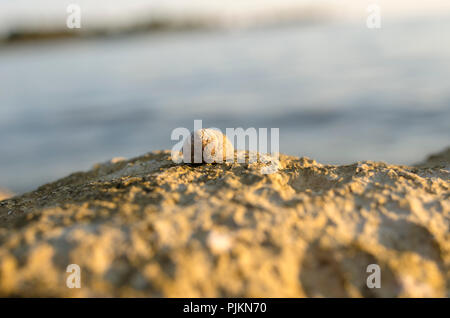 In der Nähe von Low Angle View einer einsamen Seeschnecke oder wellhornschnecken auf einem Felsen an der Küste mit flachen Dof und Copyspace. Stockfoto