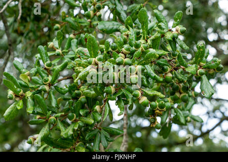 Grüne Eicheln eines südlichen live Eiche (Quercus virginiana), Nahaufnahme - Topeekeegee Yugnee (TY) Park, Hollywood, Florida, USA Stockfoto