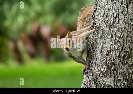 Östlichen Grauhörnchen (Sciurus carolinensis) Festhalten an der Seite eines südlichen live Eiche (Quercus virginiana) - Topeekeegee Yugnee (TY) Park, Fei Stockfoto
