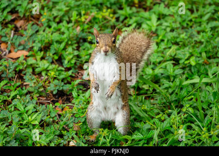 Östlichen Grauhörnchen (Sciurus carolinensis) bis auf die Hinterbeine auf Gras - Topeekeegee Yugnee (TY) Park, Hollywood, Florida, USA Stockfoto
